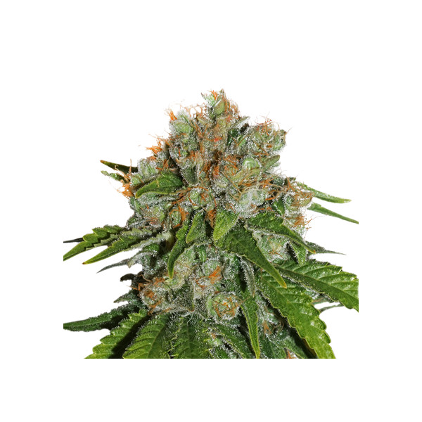 Amnesia fem â&#153;&#128;  - 1